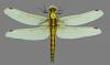 Orthetrum cancellatum